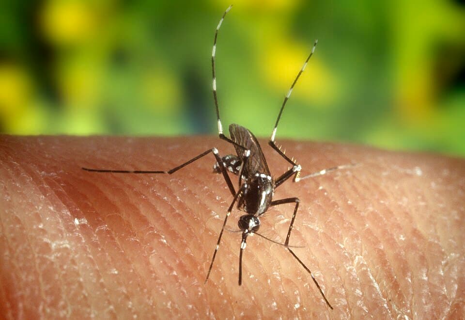 Asian Tiger Mosquito