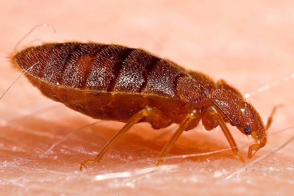 Bed Bug