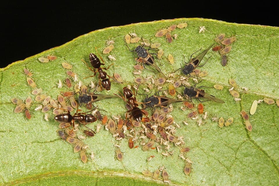 Odorous House Ant